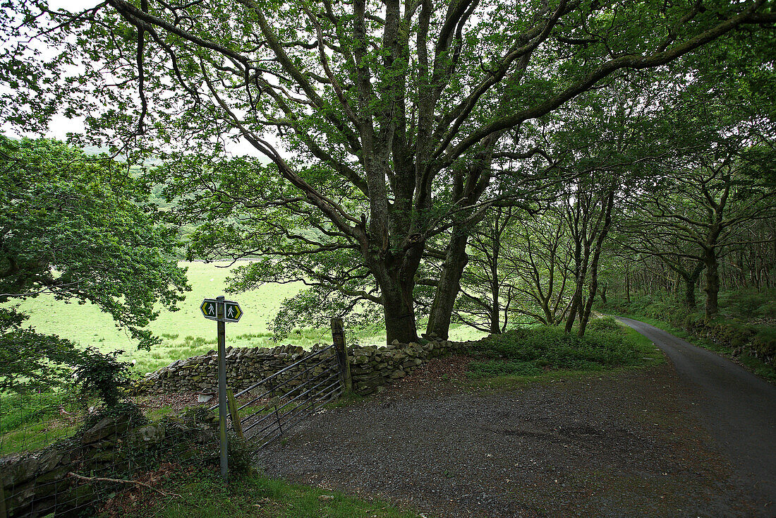 Wanderweg unter Bäumen bei Harlech, Nord Wales, Großbritannien, Europa