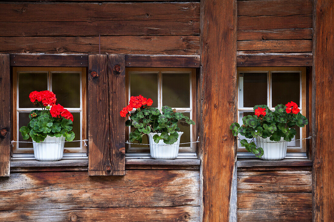 Flowers at the windows of Berghaus am Oeschinensee, Bernese Oberland, Canton of Bern, Switzerland