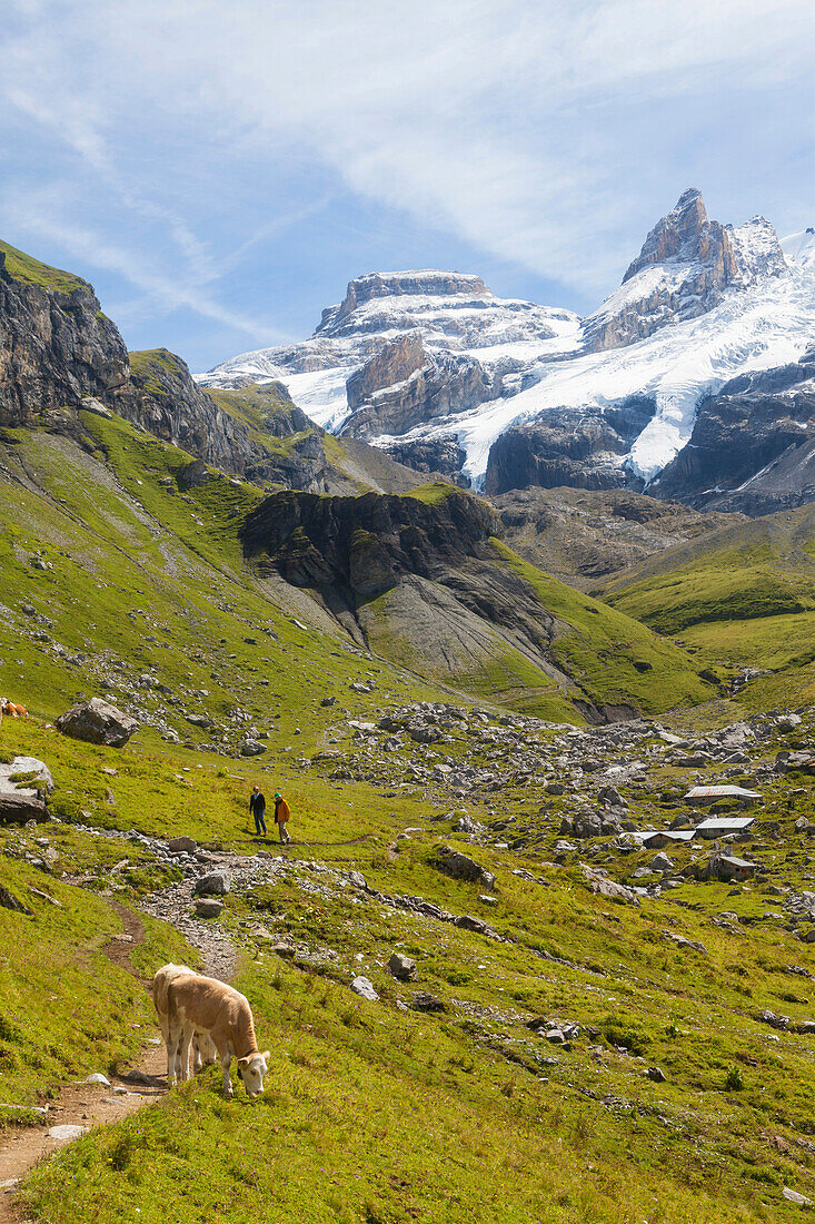 Ein Mann und eine Frau beim Wandern, Alp Oberbärgli, Blüemlisalpmassiv, Hinterwäldlerkühe im Vordergrund, Berner Oberland, Kanton Bern, Schweiz