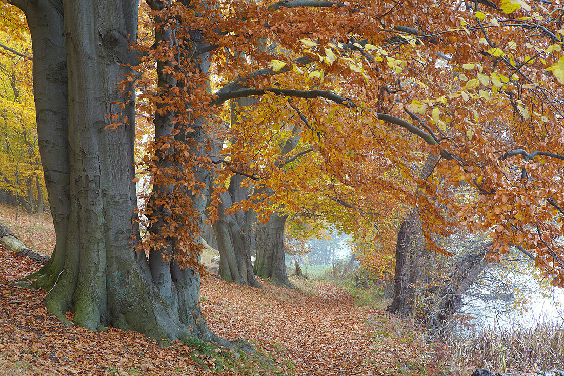 Autumnal old beech trees on the banks of lake Schmaler Luzin, Feldberg Lake District Nature Park, Mecklenburg Western Pomerania, Germany, Europe