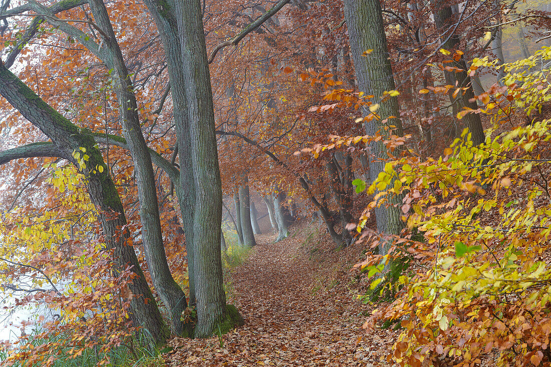 Herbstlicher Laubwald am Schmalen Luzin, Naturpark Feldberger Seenlandschaft, Mecklenburg Vorpommern, Deutschland, Europa