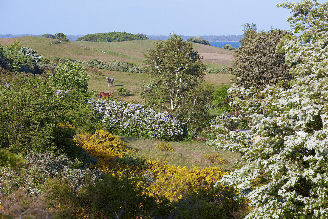 Blooming landscape on Hiddensee island, Baltic coast, Mecklenburg Western Pomerania, Germany, Europe