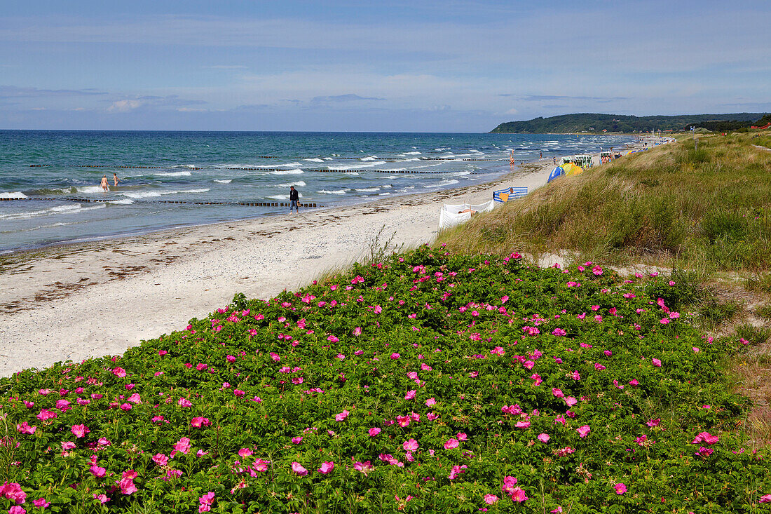 Blühende Wildrosen am Strand bei Vitte, Insel Hiddensee, Ostseeküste, Mecklenburg Vorpommern, Deutschland, Europa