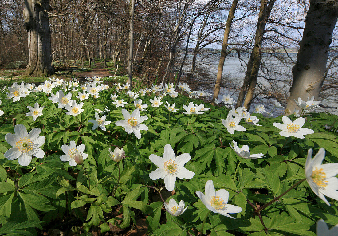 Blooming wood anemones at the coast of Vilm island, Baltic coast, Mecklenburg Western Pomerania, Germany, Europe