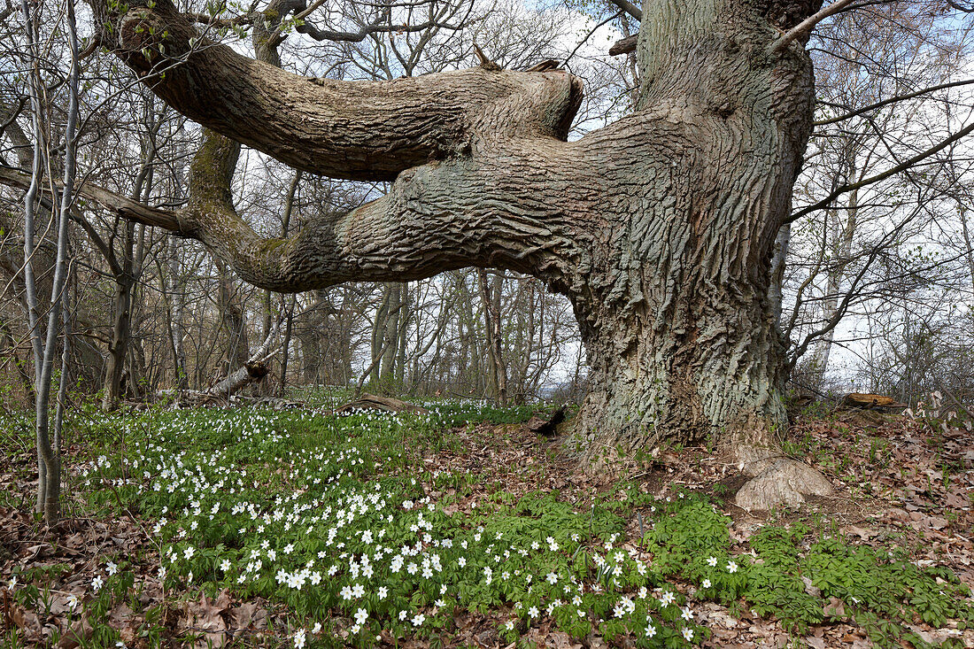 Old oak tree and blooming wood anemones on Vilm island, Baltic coast, Mecklenburg Western Pomerania, Germany, Europe