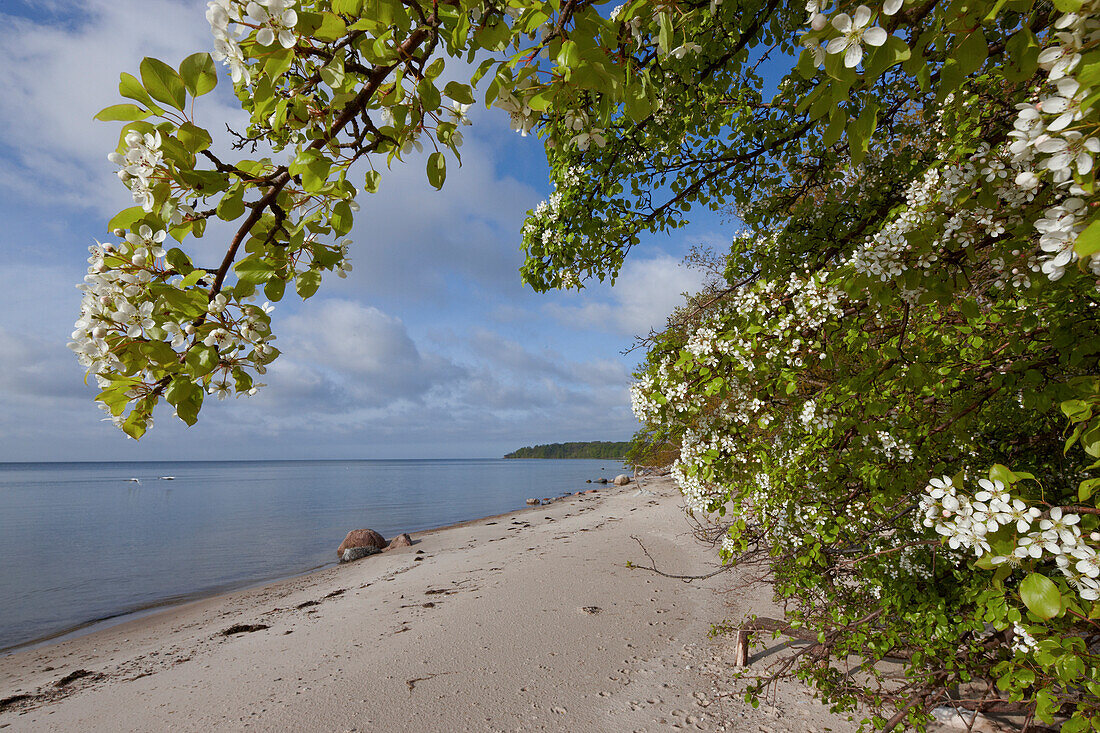 Birnbaumblüte auf der Insel Vilm, Rügischer Bodden, Ostseeküste, Mecklenburg Vorpommern, Deutschland, Europa