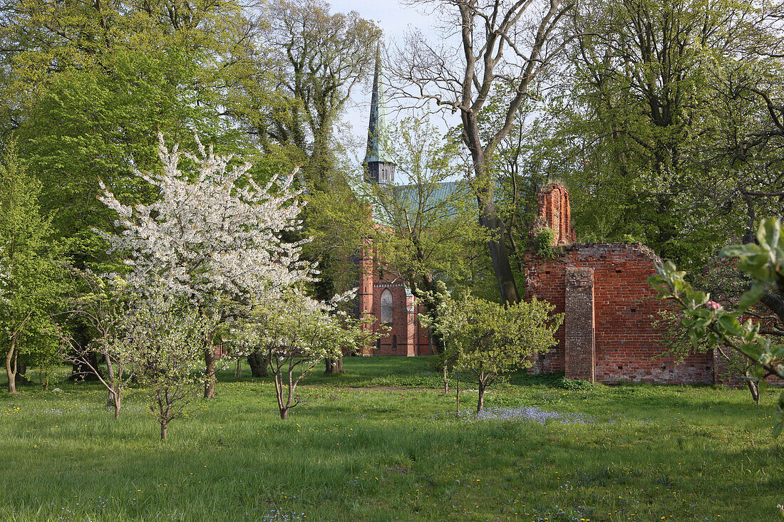 Bad Doberan monastery with minster and ruin of the Wolfsscheune in spring, Bad Doberan, Mecklenburg Western Pomerania, Germany, Europe