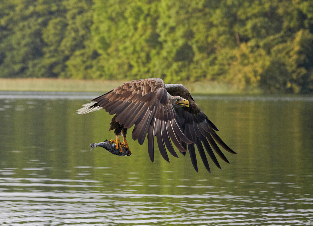 Sea eagle fishing, Feldberg Lake Distric, Mecklenburg Western Pomerania, Germany, Europe