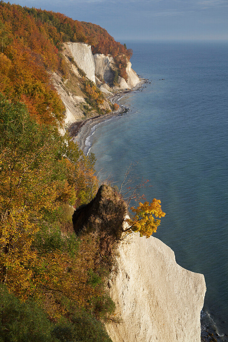 Chalk cliffs in autumn, Jasmund National Park, Baltic coast, Ruegen island, Mecklenburg Western Pomerania, Germany, Europe