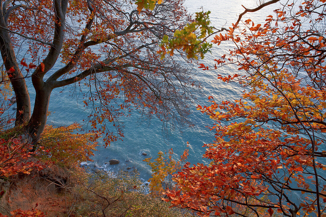 Trees at the steep coast in autumn, Jasmund National Park, Baltic coast, Ruegen island, Mecklenburg Western Pomerania, Germany, Europe