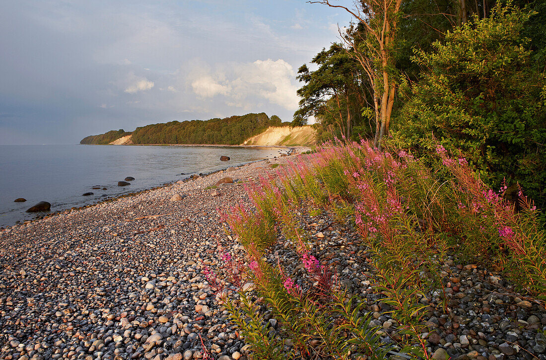 Rosebay Willowherb on the beach of Jasmund peninsula, Baltic coast, Ruegen island, Mecklenburg Western Pomerania, Germany, Europe