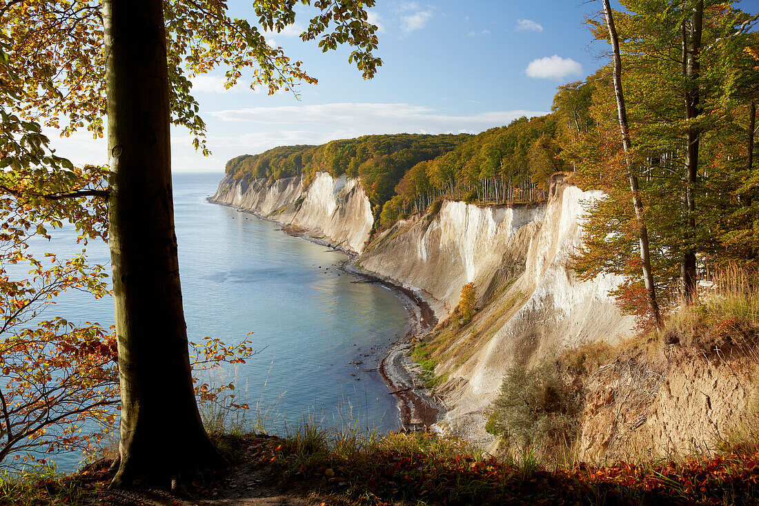 Chalk cliffs in autumn, Kieler Ufer, Jasmund National Park, Baltic coast, Ruegen island, Mecklenburg Western Pomerania, Germany, Europe