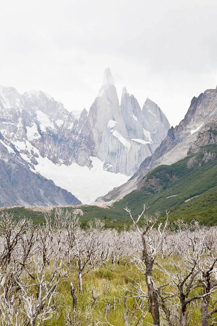 View over moor landscape with dead trees to Cerro Torre Massif, El Chalten, Patagonia, Argentina