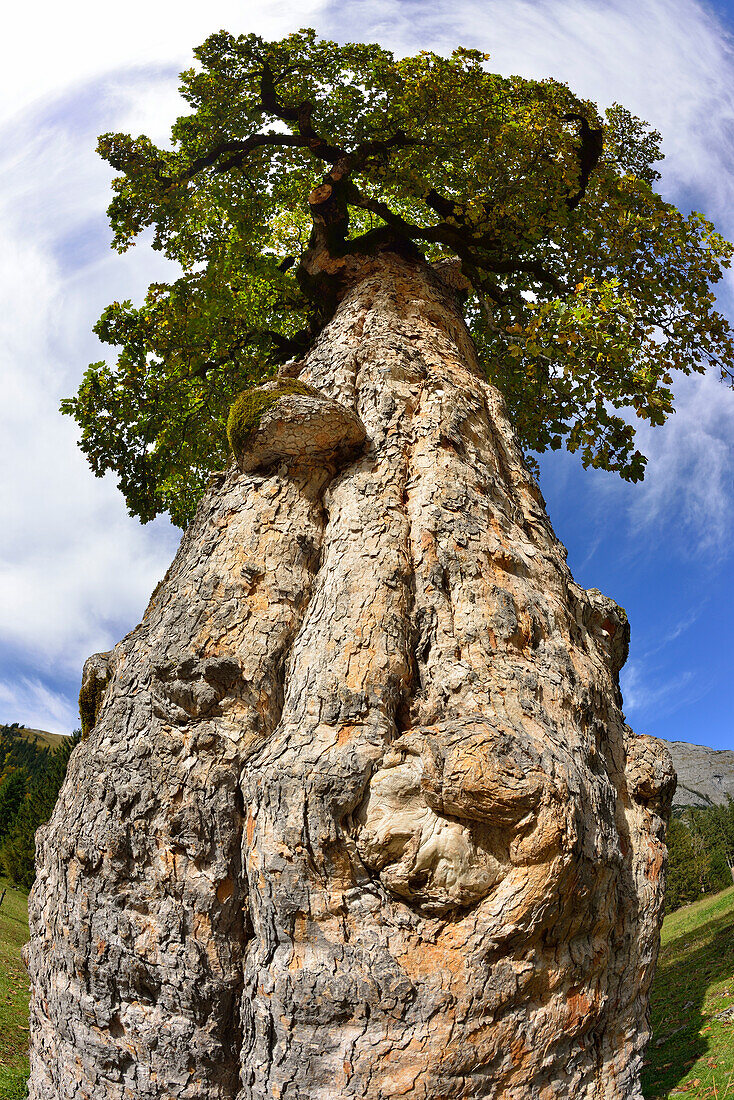 Gnarled trunk of Sycamore maple, Grosser Ahornboden, Eng, Karwendel range, Tyrol, Austria