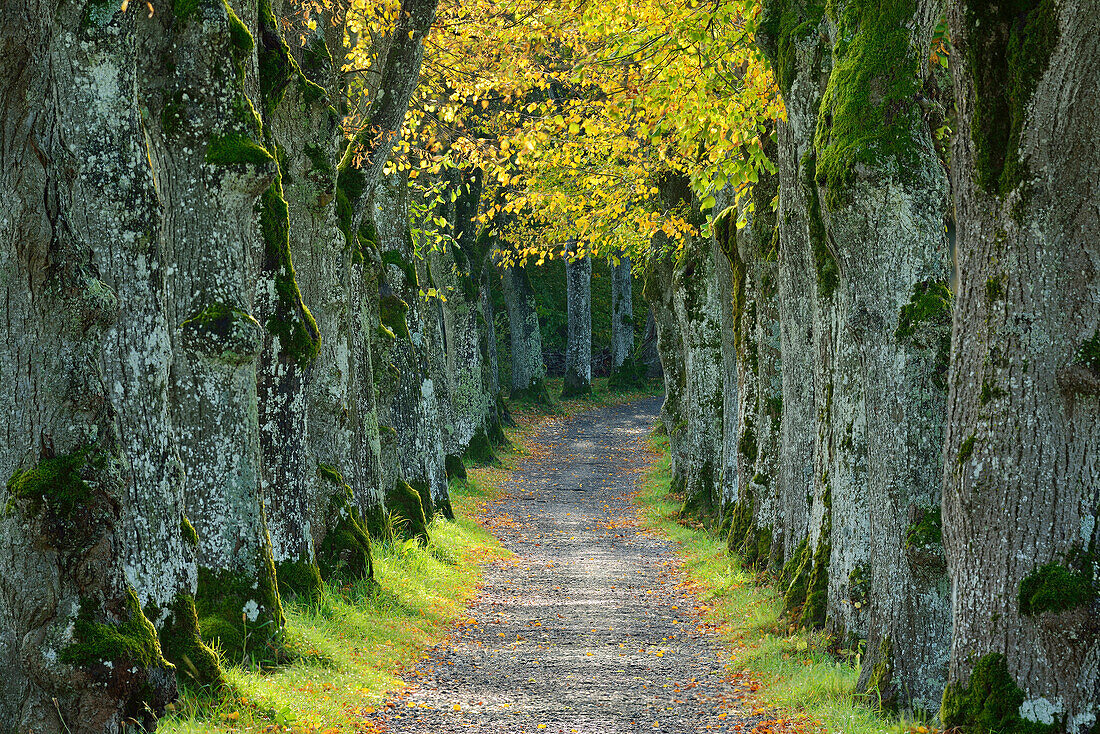 Parkway of lime trees, Starnberg, Upper Bavaria, Bavaria, Germany