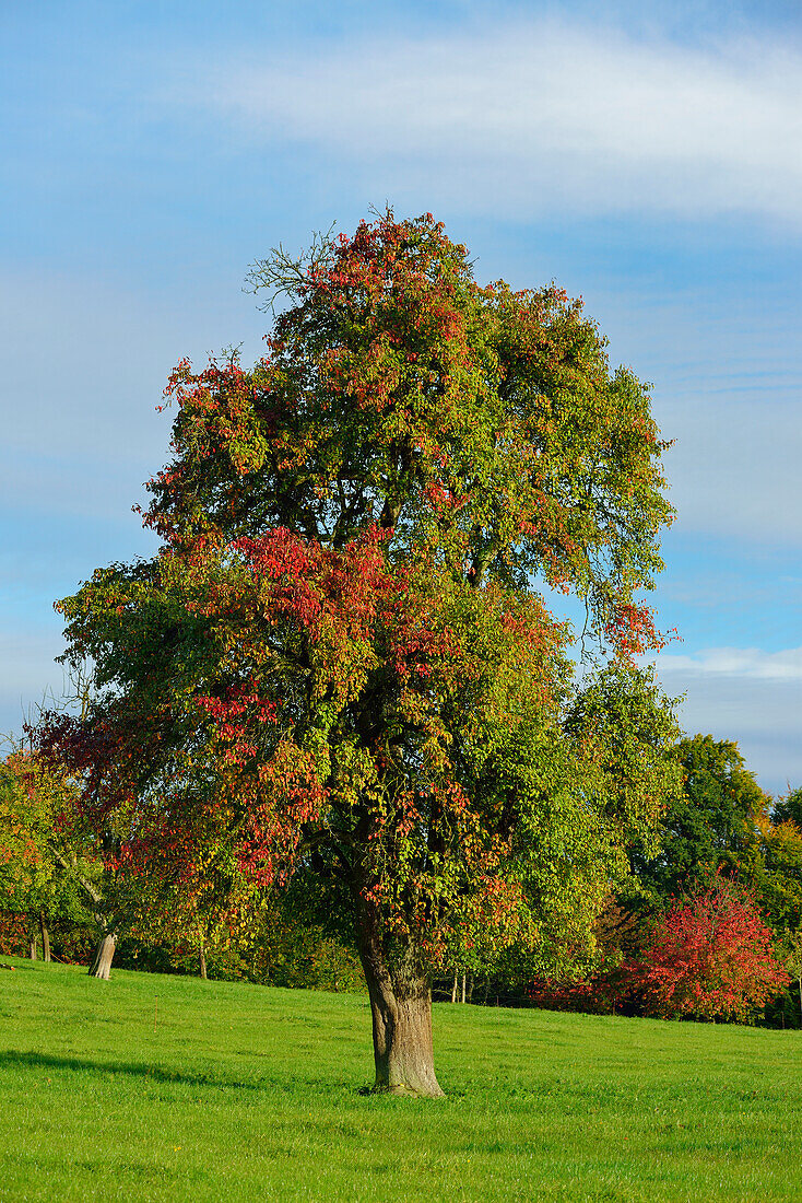 Herbstlich verfärbter Birnbaum, Rosenheim, Oberbayern, Bayern, Deutschland