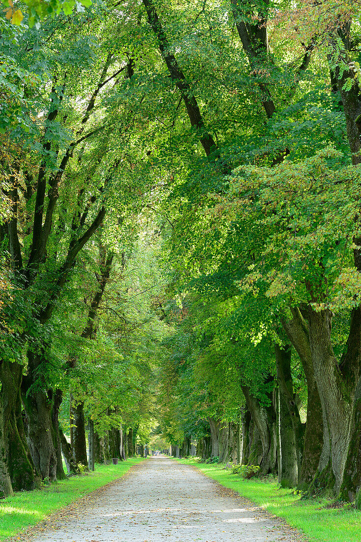 Tree-lined road, Salzburg, Austria