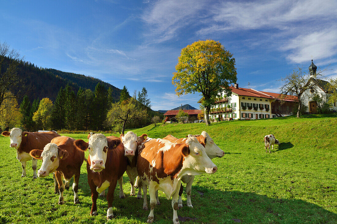 Oberbayerisches Fleckvieh vor Bauernhof, Jachenau, Bayerische Alpen, Oberbayern, Bayern, Deutschland