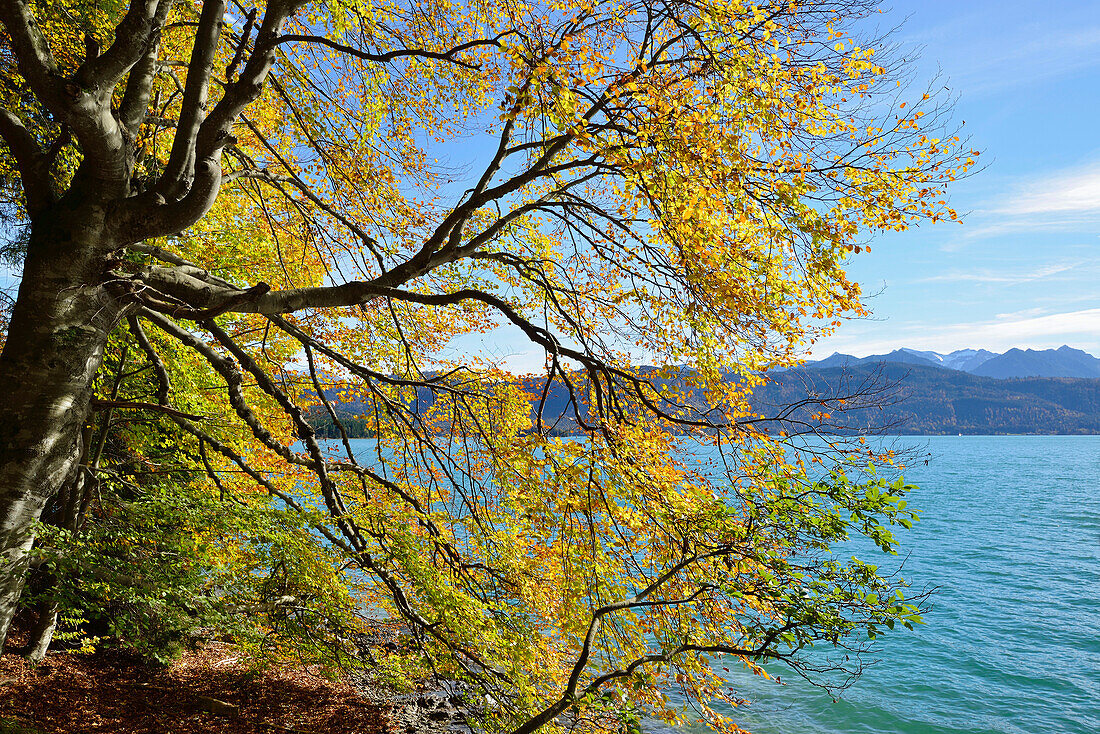 Beech tree in autumn colors with lake Walchensee, lake Walchensee, Bavarian foothills, Upper Bavaria, Bavaria, Germany