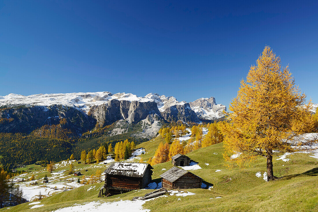 Meadow with hay shed and larch trees in autumn colors, view to Gardenaccia, Puez range and Geisler range, valley Val Badia, Dolomites, UNESCO World Heritage Site Dolomites, South Tyrol, Italy