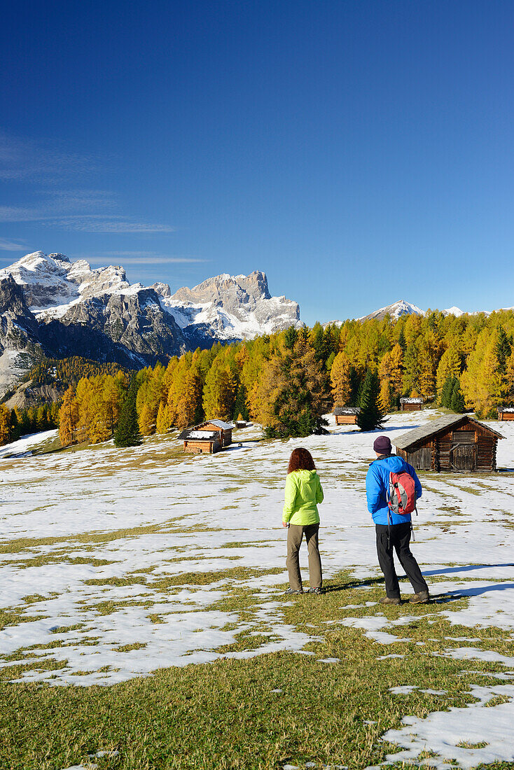 Two hikers walking across a meadow with larch trees in autumn colors, view to Puez range and Geisler range, valley Val Badia, Dolomites, UNESCO World Heritage Site Dolomites, South Tyrol, Italy
