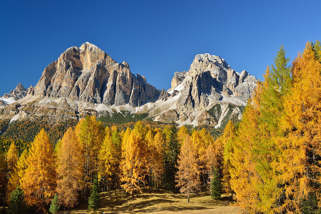 Tofana di Rozes und Tofana di Mezzo über herbstlich verfärbtem Lärchenwald, Cortina d´Ampezzo, Dolomiten, UNESCO Welterbe Dolomiten, Venezien, Venetien, Italien