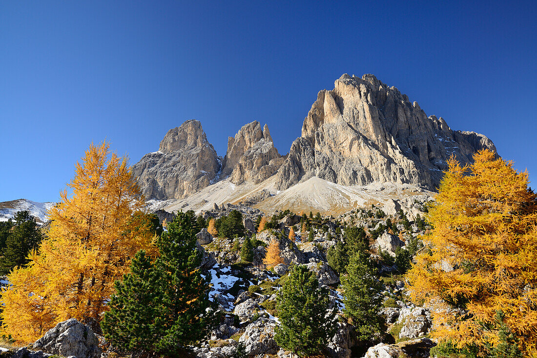 Langkofel range above Steinerne Stadt with larch trees in autumn colors, Langkofel range, Dolomites, UNESCO World Heritage Site Dolomites, South Tyrol, Italy
