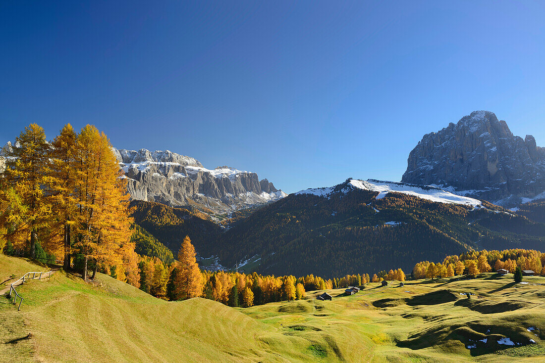 Sella range and Langkofel seen above larch trees in autumn colors, Val Gardena, Dolomites, UNESCO World Heritage Site Dolomites, South Tyrol, Italy