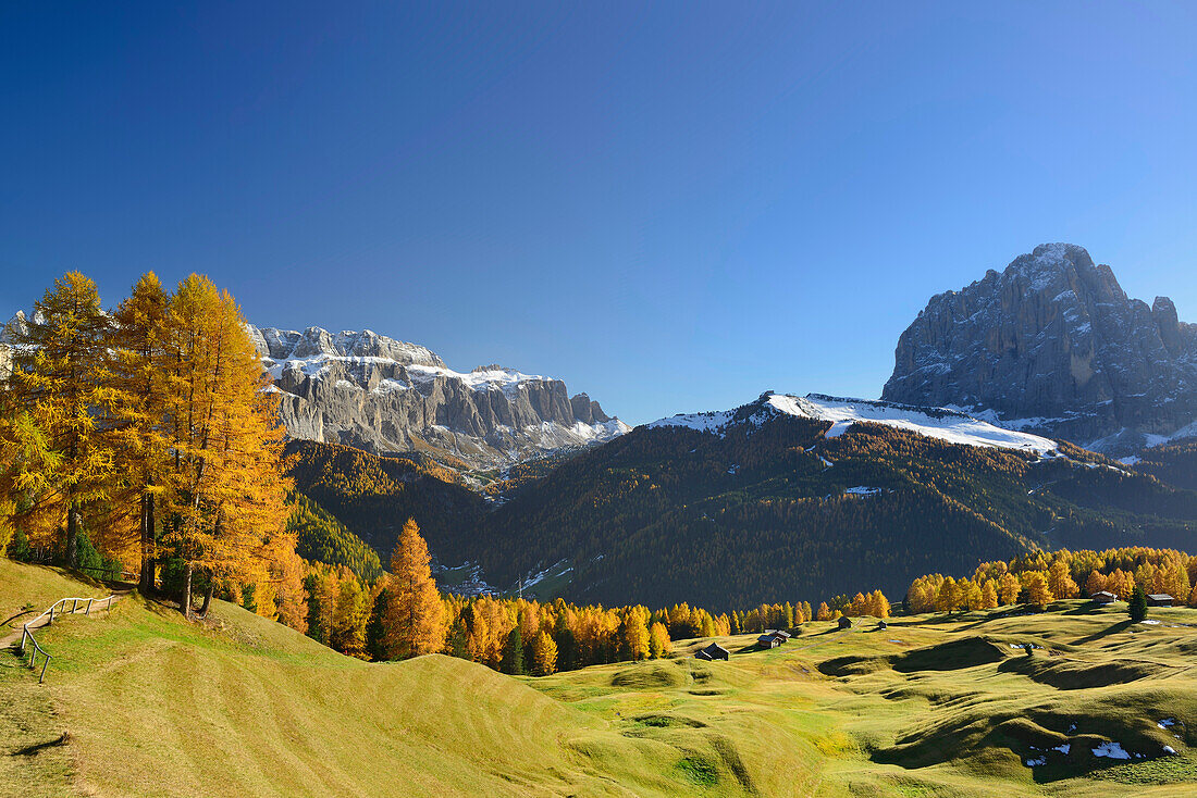 Sellagruppe und Langkofel über herbstlich verfärbten Lärchen, Grödnertal, Dolomiten, UNESCO Welterbe Dolomiten, Südtirol, Italien