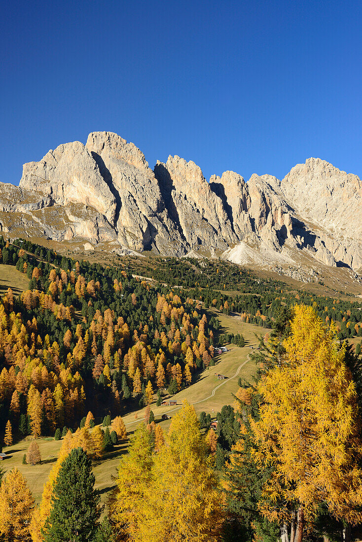 Geisler range seen above larch trees in autumn colors, Val Gardena, Dolomites, UNESCO World Heritage Site Dolomites, South Tyrol, Italy