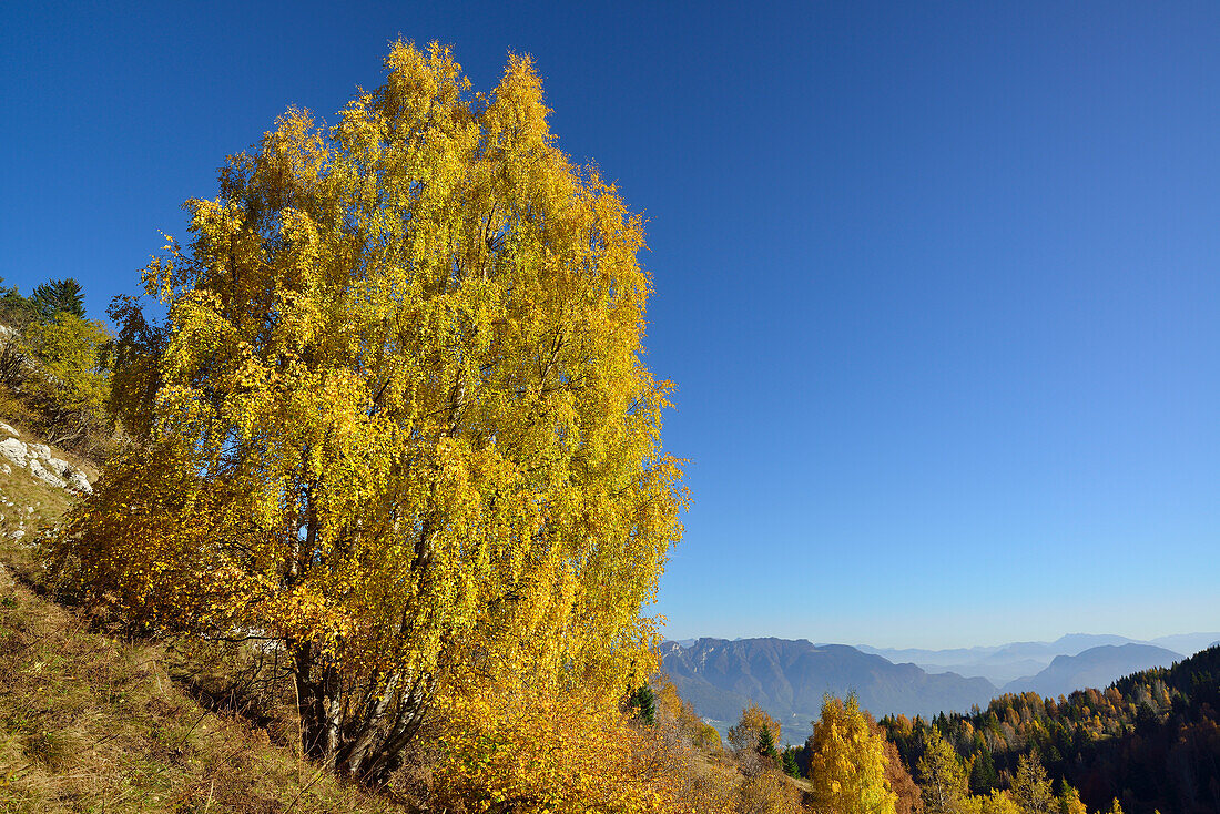 Birch tree in autumn colors, Dolomites, UNESCO World Heritage Site Dolomites, Trentino, Italy