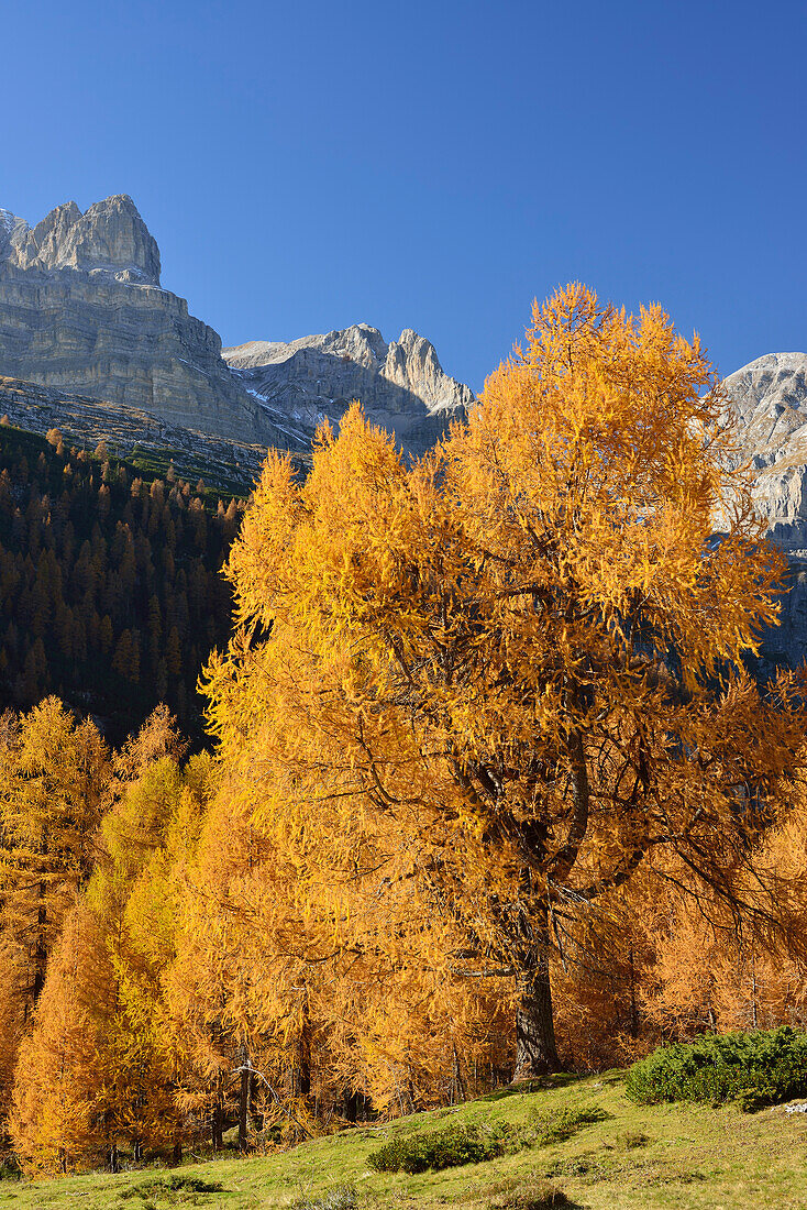 Herbstlich verfärbte Lärchen mit nördlicher Brentagruppe, Brenta, Dolomiten, UNESCO Welterbe Dolomiten, Trentino, Italien