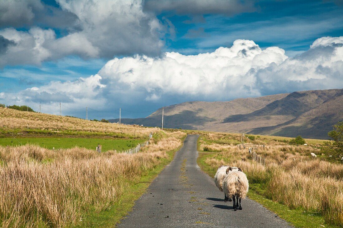 Sheep walking on a narrow road, Connemara, County Mayo, Ireland