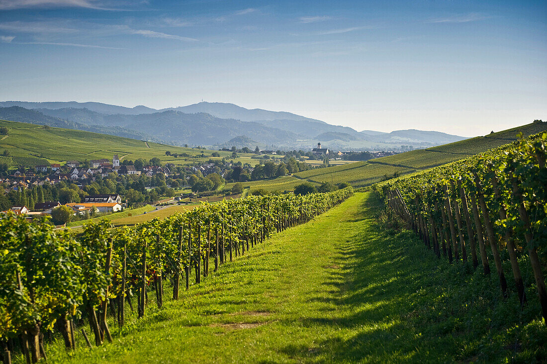 Vineyards in the sunlight, Markgraeflerland, Black Forest, Baden-Wuerttemberg, Germany, Europe
