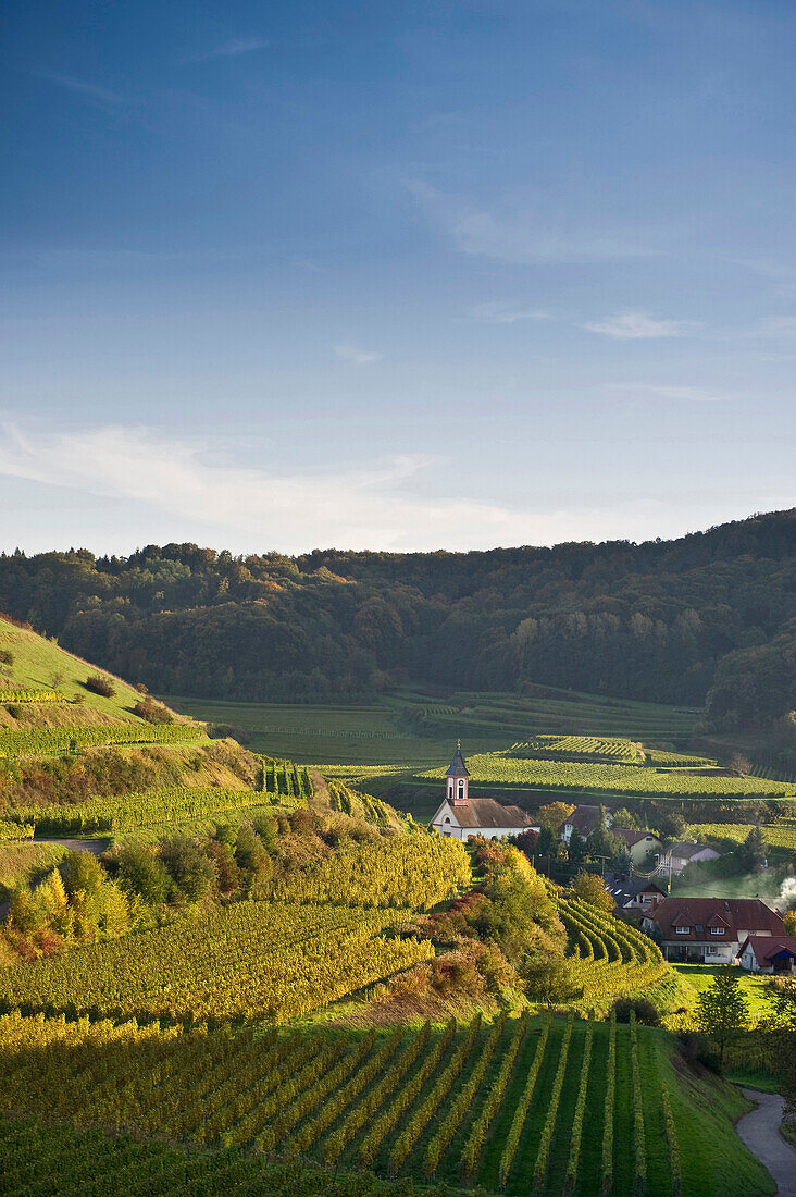 Hills and vineyards at Vogtsburg, Kaiserstuhl, Baden-Wuerttemberg, Germany, Europe