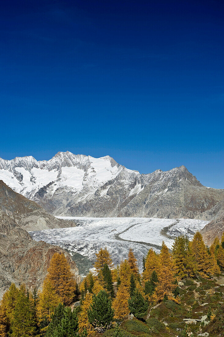 Aletsch Glacier and Aletsch Forest, UNESCO World Heritage site, Canton of Valais, Switzerland, Europe