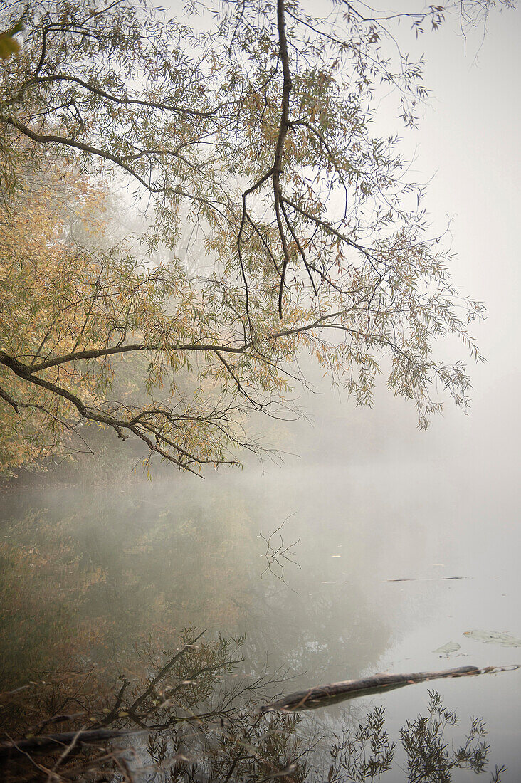Forest lake around Günzburg, fog, Schwaben, Bavaria, Germany