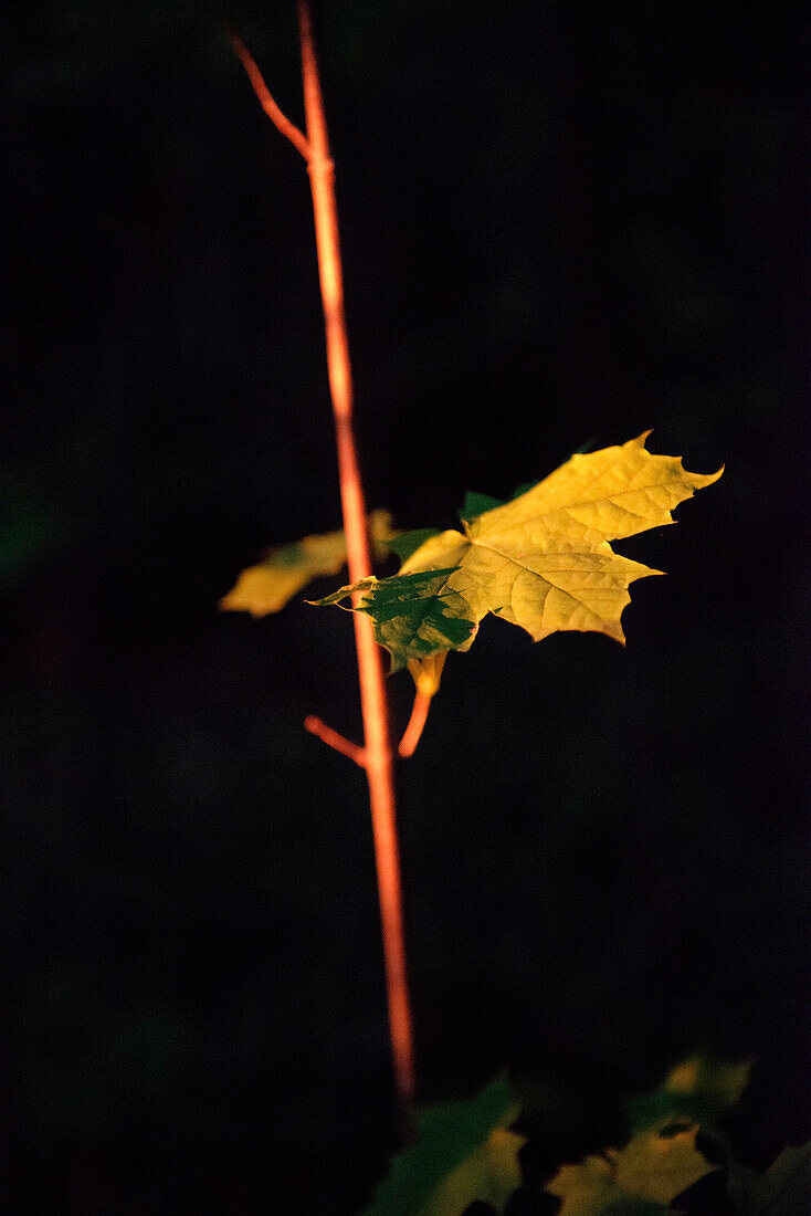 Abendliches Sonnenlicht im Wald leuchtet Ahorn Blatt aus, Aalen, Ostalbkreis, Schwäbische Alb, Baden-Württemberg, Deutschland