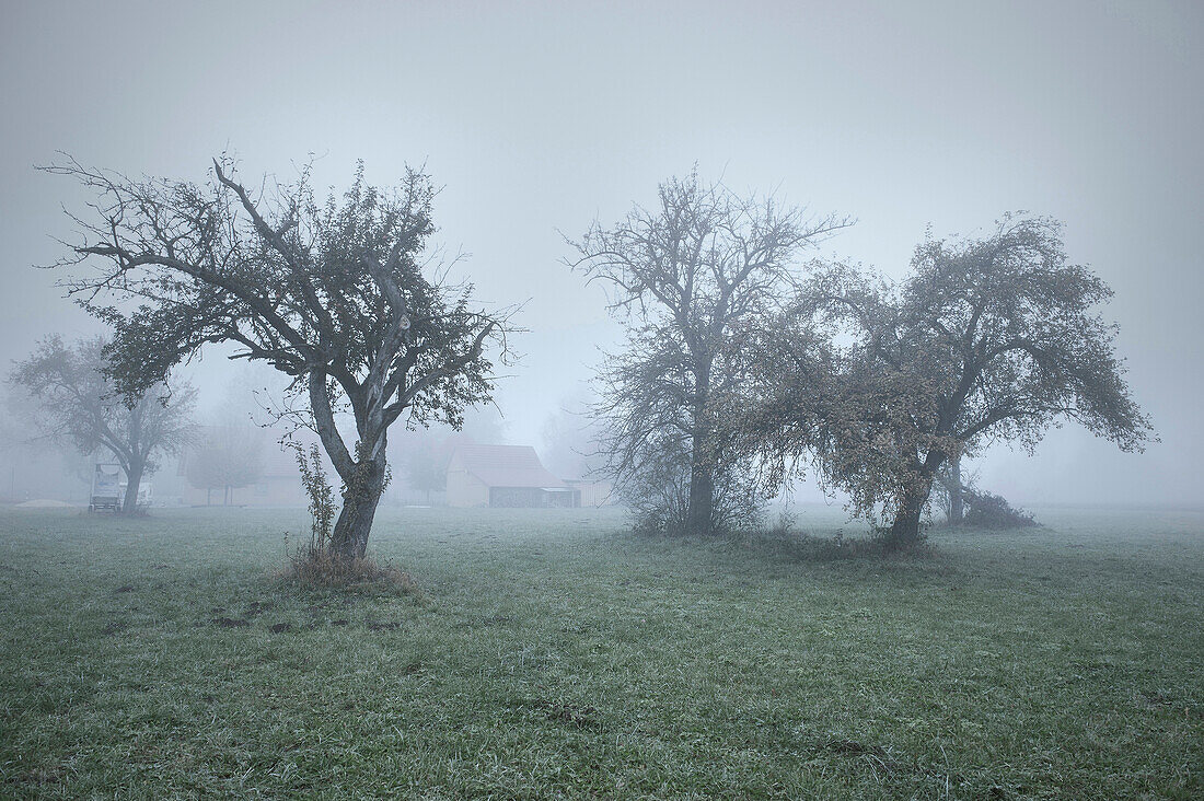 Bäume und Bauernhof in Nebel eingehüllt, Günzburg, Schwaben, Bayern, Deutschland