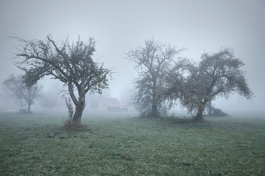 Trees and farm surrounded by fog, Günzburg, Schwaben, Bavaria, Germany