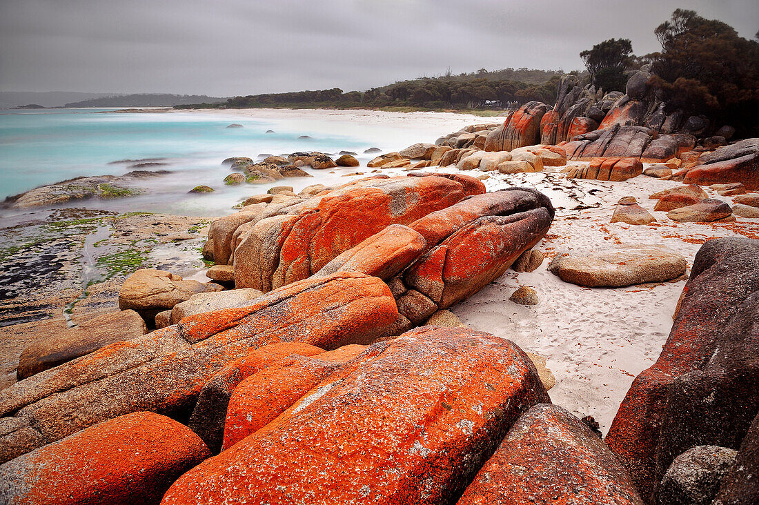 Rote Stein mit Pilzflechte am Strand, Bucht, Meer, Bay of Fires bei St. Helens, Tasmanien, Australien, Pazifik