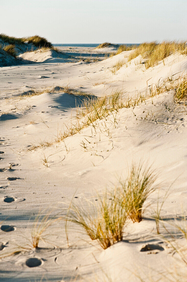 Dünenlandschaft am Ellenbogen auf Sylt, Schleswig-Holstein, Deutschland