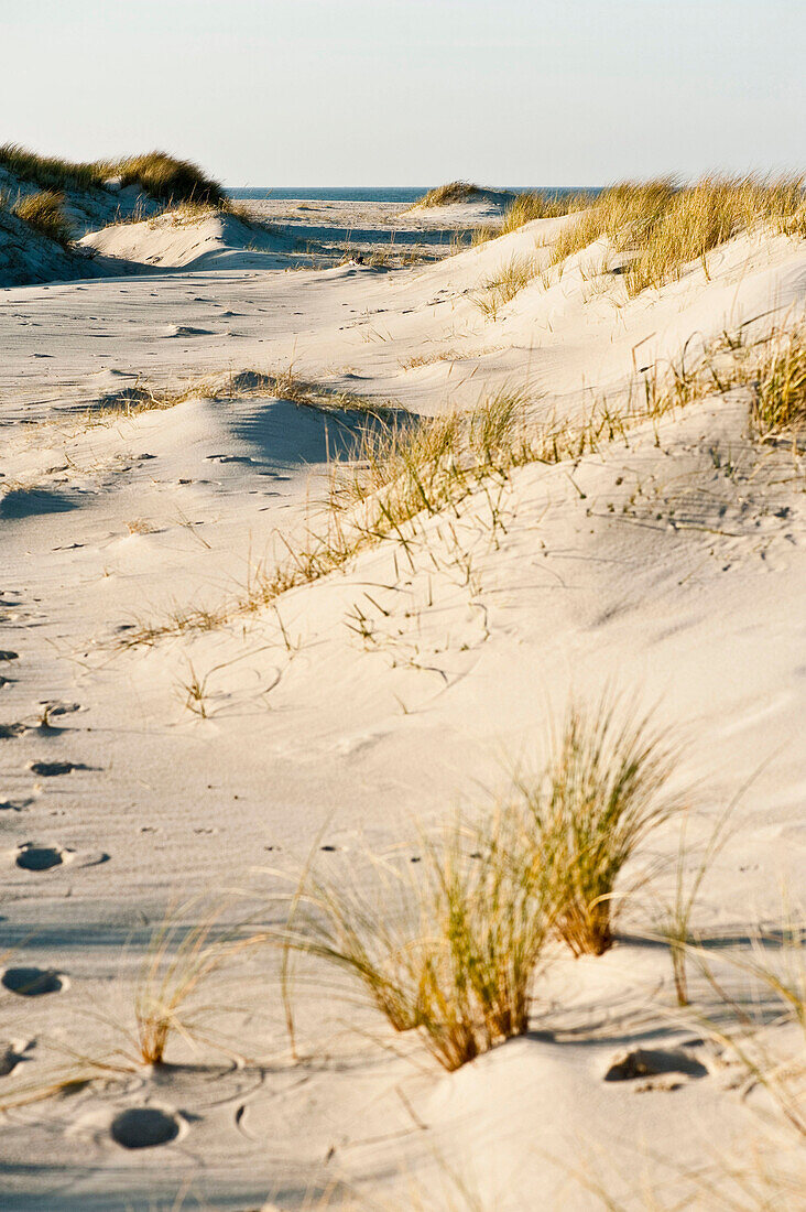 Dunes at the Ellenbogen peninsula, Sylt, Schleswig-Holstein, Germany