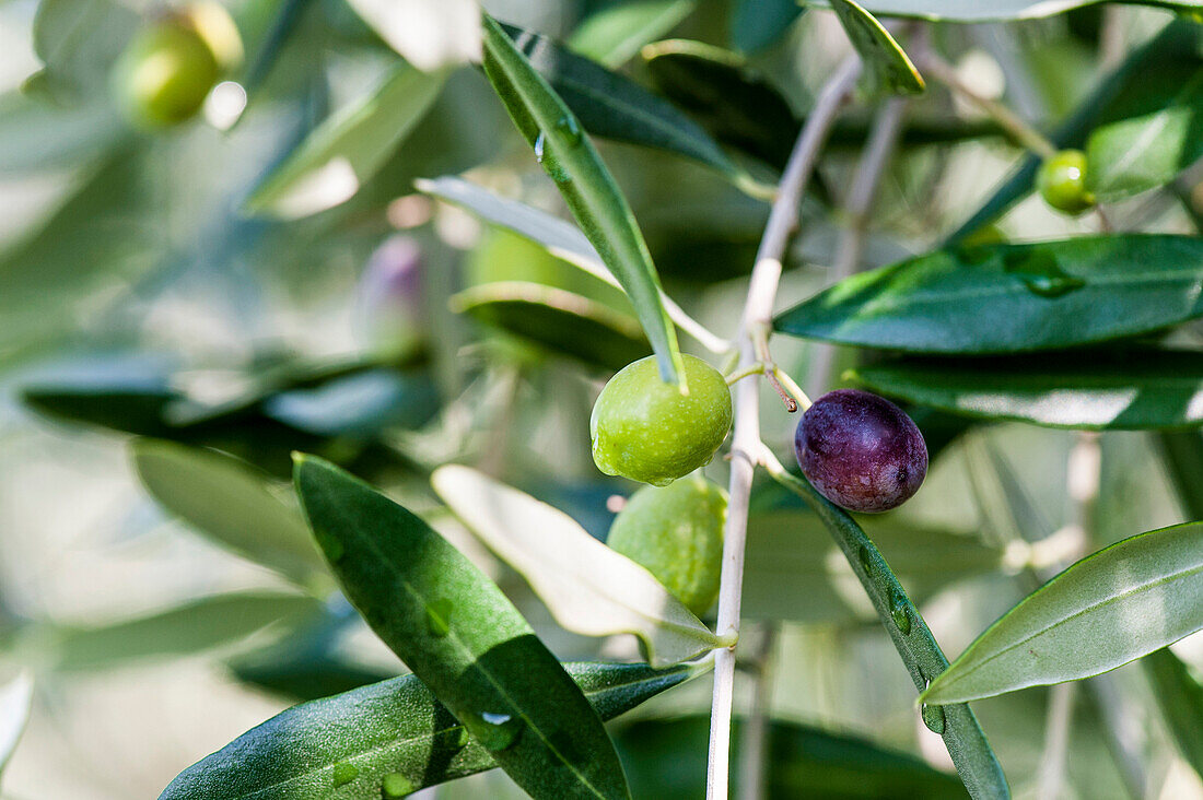 Olivenbäume und Olivenfrüchte, Gardasee, Provinz Verona, Norditalien, Italien