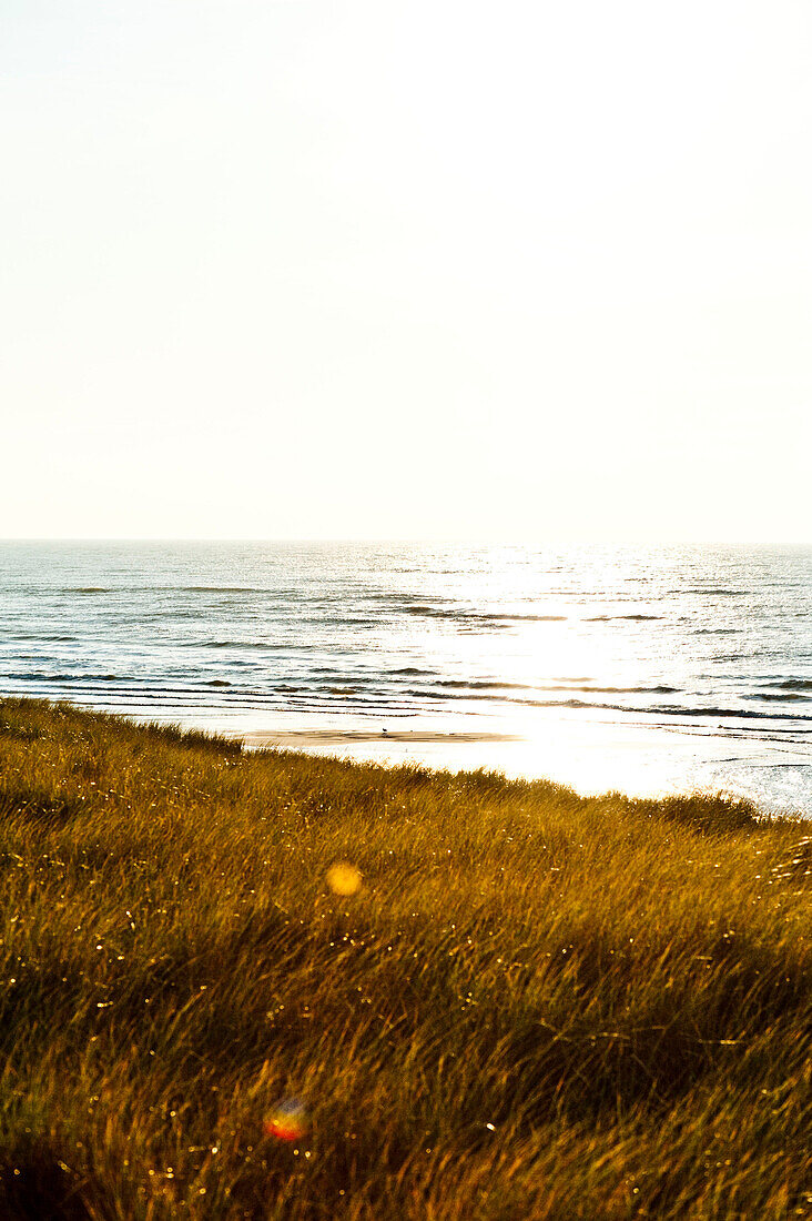 Dünenlandschaft am Ellenbogen auf Sylt, Schleswig-Holstein, Deutschland