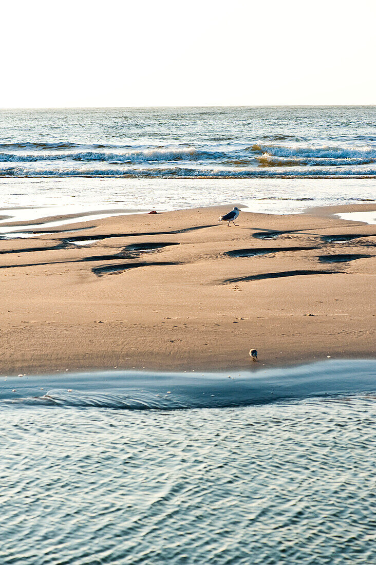 Beach at the Ellenbogen peninsula, Sylt, Schleswig-Holstein, Germany