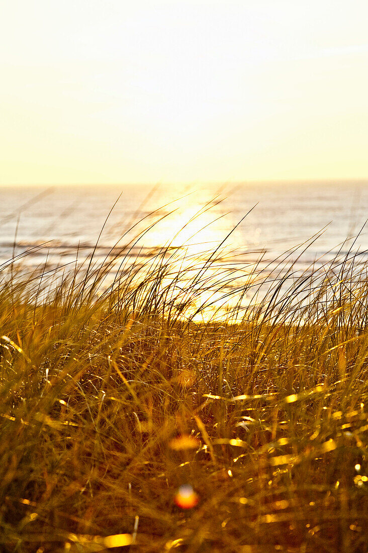 Dünenlandschaft am Ellenbogen auf Sylt, Schleswig-Holstein, Deutschland