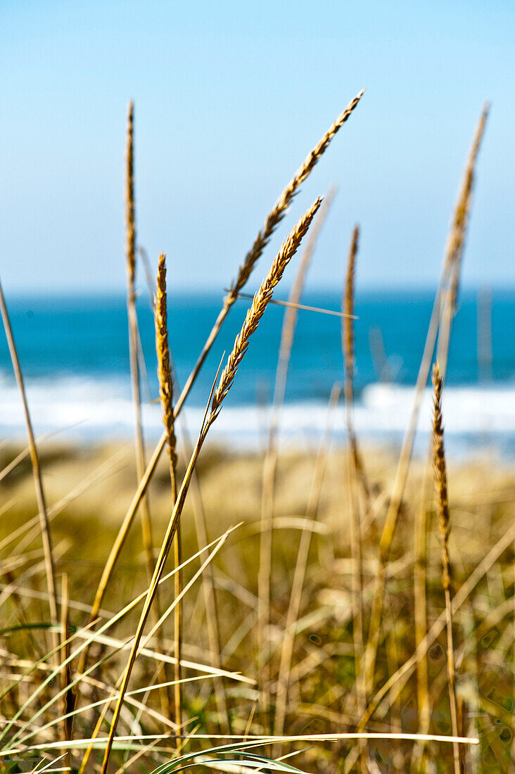 Dunes on the island of Sylt, Schleswig-Holstein, Germany