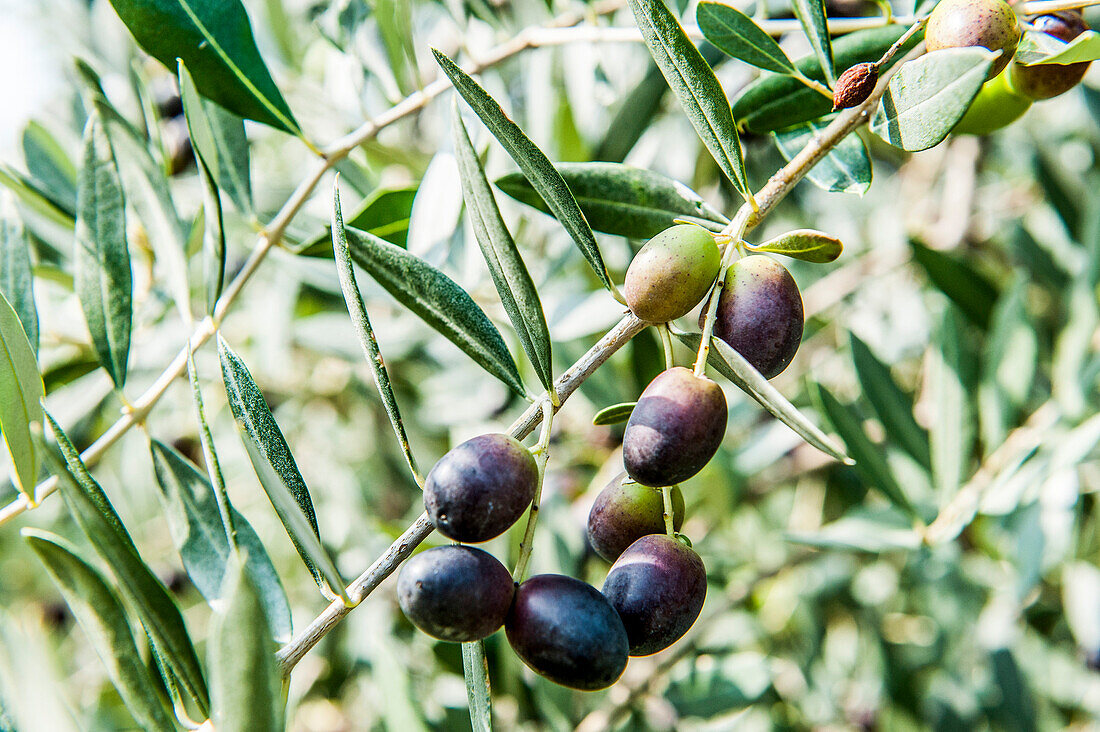 Olive tree with olive fruits, Lago di Garda, Province of Verona, Northern Italy, Italy