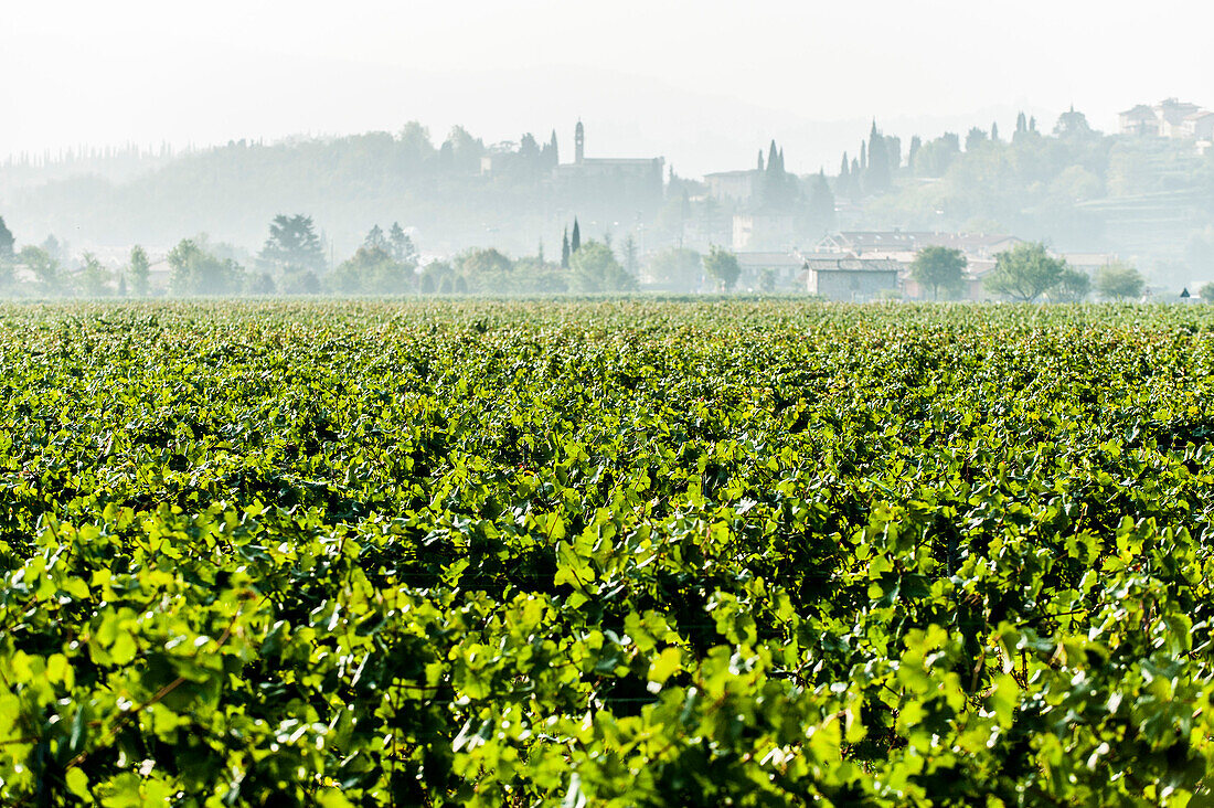 Vineyards near Garda, Lago di Garda, Province of Verona, Northern Italy, Italy